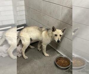 German Shepherd Dog Dogs for adoption in Stockton, CA, USA