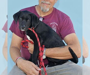 Boxador Dogs for adoption in Pasadena, CA, USA