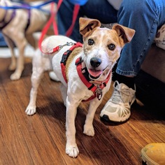 Jack Russell Terrier Dogs for adoption in Bealeton, VA, USA