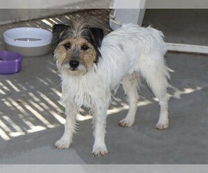 Mutt Dogs for adoption in Ojai, CA, USA