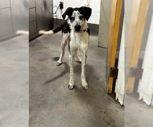 Pointer-Unknown Mix Dogs for adoption in Forestville, MD, USA