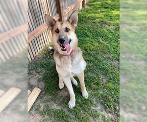 German Shepherd Dog-Unknown Mix Dogs for adoption in Northfield, MN, USA