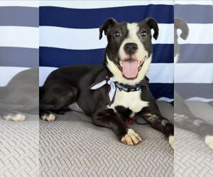 Border Collie-Unknown Mix Dogs for adoption in Euless, TX, USA