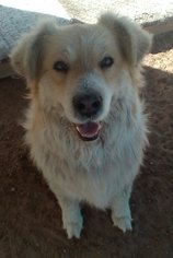 Medium Photo #1 Golden Retriever-Unknown Mix Puppy For Sale in Apple Valley, CA, USA