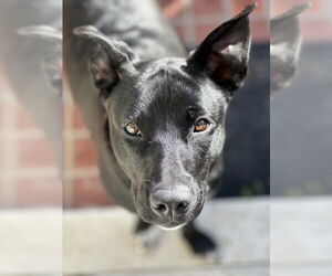 Mutt Dogs for adoption in Chula Vista, CA, USA