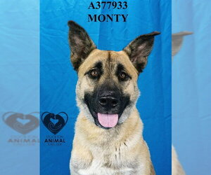 Medium Photo #1 Anatolian Shepherd-German Shepherd Dog Mix Puppy For Sale in Stockton, CA, USA