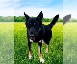 German Shepherd Dog Dogs for adoption in HESPERIA, CA, USA