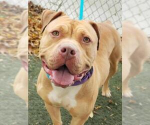 Dogue de Bordeaux Dogs for adoption in Clayton, CA, USA
