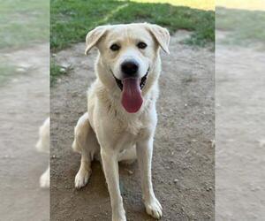 Great Pyrenees-Unknown Mix Dogs for adoption in Riverside, CA, USA