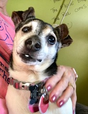 Rat Terrier Dogs for adoption in Delaplane, VA, USA