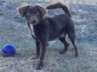 Boykin Spaniel Dogs for adoption in Augusta, GA, USA