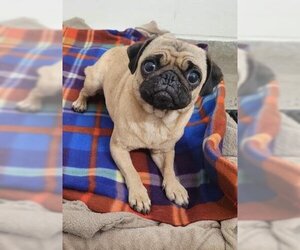 Pug Dogs for adoption in Jackson, CA, USA