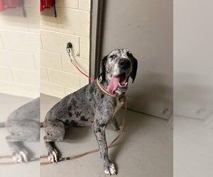 Great Dane Dogs for adoption in Sanford, FL, USA
