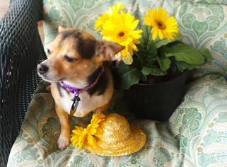 Chihuahua Dogs for adoption in Lorena, TX, USA