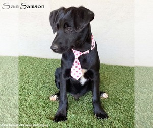 Mutt Dogs for adoption in San Diego, CA, USA