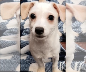 Maltipoo Dogs for adoption in Minneapolis, MN, USA