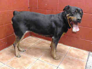 Rottweiler Dogs for adoption in Downey, CA, USA