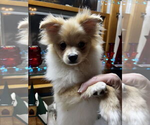 Pomeranian Dogs for adoption in Sioux Falls, SD, USA