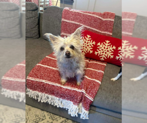 Medium Photo #1 Maltese-Unknown Mix Puppy For Sale in Cranston, RI, USA