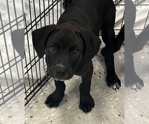 Labrador Retriever-Unknown Mix Dogs for adoption in Palatine/Kildeer/Buffalo grove, IL, USA