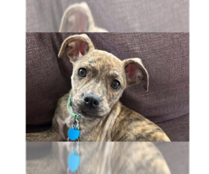 Mutt Dogs for adoption in Springdale, PA, USA