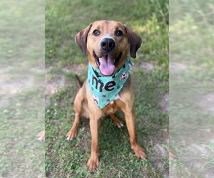 Mutt Dogs for adoption in Spring Lake, NJ, USA