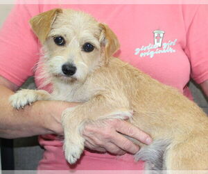 Medium Photo #3 Mutt Puppy For Sale in Prattville, AL, USA