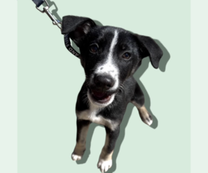 Mutt Dogs for adoption in Rockville, MD, USA