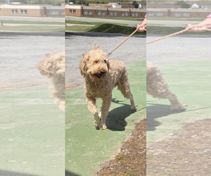Goldendoodle Dogs for adoption in Rustburg, VA, USA
