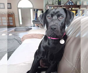 Labrador Retriever-Unknown Mix Dogs for adoption in Huntersville, NC, USA