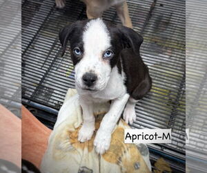 Mutt Dogs for adoption in GILBERTS, IL, USA