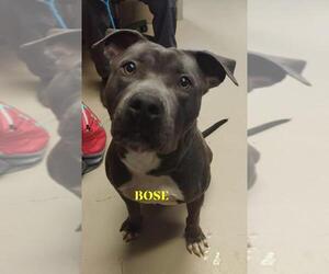 American Pit Bull Terrier Dogs for adoption in Johnson City, TN, USA