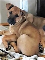 German Shepherd Dog-Unknown Mix Dogs for adoption in Montello, WI, USA