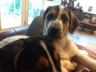 Bluetick Coonhound Dogs for adoption in Huntsville, AL, USA