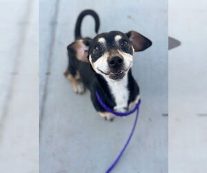 Dachshund-Unknown Mix Dogs for adoption in Orange, CA, USA