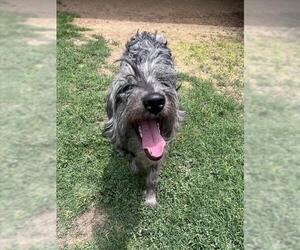 Irish Wolfhound-Unknown Mix Dogs for adoption in Plano, TX, USA