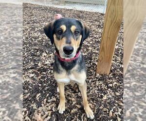 Black and Tan Coonhound-Labrador Retriever Mix Dogs for adoption in Newnan, GA, USA