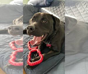Labrottie Dogs for adoption in Boston, MA, USA