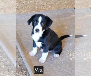 Border Collie-Unknown Mix Dogs for adoption in Granbury, TX, USA