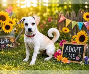 Chihuahua Dogs for adoption in Yardley, PA, USA