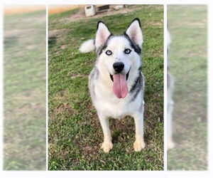 Siberian Husky-Unknown Mix Dogs for adoption in Aurora, IN, USA
