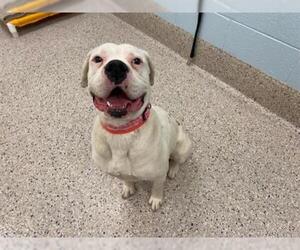 American Bulldog Dogs for adoption in Brighton, CO, USA