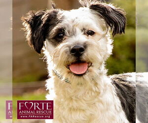 Poodle (Miniature)-Unknown Mix Dogs for adoption in Marina del Rey, CA, USA