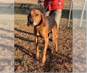 Coonhound Dogs for adoption in Rowayton, CT, USA