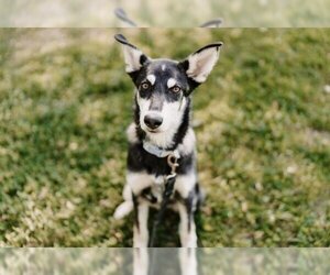 - Mix Dogs for adoption in Grasswood, Saskatchewan, Canada