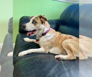 Catahoula Leopard Dog-Unknown Mix Dogs for adoption in Spring Lake, NJ, USA
