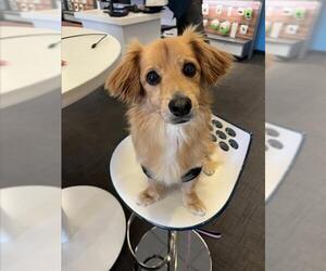 Dachshund-Unknown Mix Dogs for adoption in Las Vegas, NV, USA