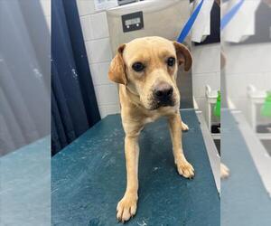 Labrador Retriever-Unknown Mix Dogs for adoption in Mobile, AL, USA