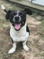 Border Collie Dogs for adoption in Freeport, FL, USA