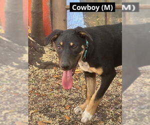 German Shepherd Dog-Unknown Mix Dogs for adoption in Oak Bluffs, MA, USA